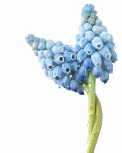 Muscari 'Valerie Finnis' 23 Muscari 'Valerie Finnis' -Beauty Flowers Shop muscari valerie finnis 8