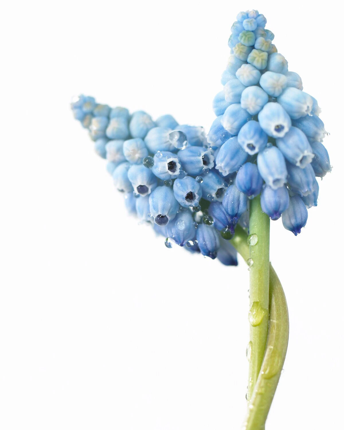 Muscari 'Valerie Finnis' 12 Muscari 'Valerie Finnis' - Image 10