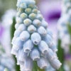Muscari 'Valerie Finnis' 2 Muscari 'Valerie Finnis' -Beauty Flowers Shop muscari valerie finnis 9