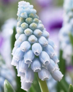 Muscari 'Valerie Finnis'