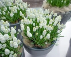 Muscari 'White Magic' 13 Muscari 'White Magic' -Beauty Flowers Shop muscari white magic 1