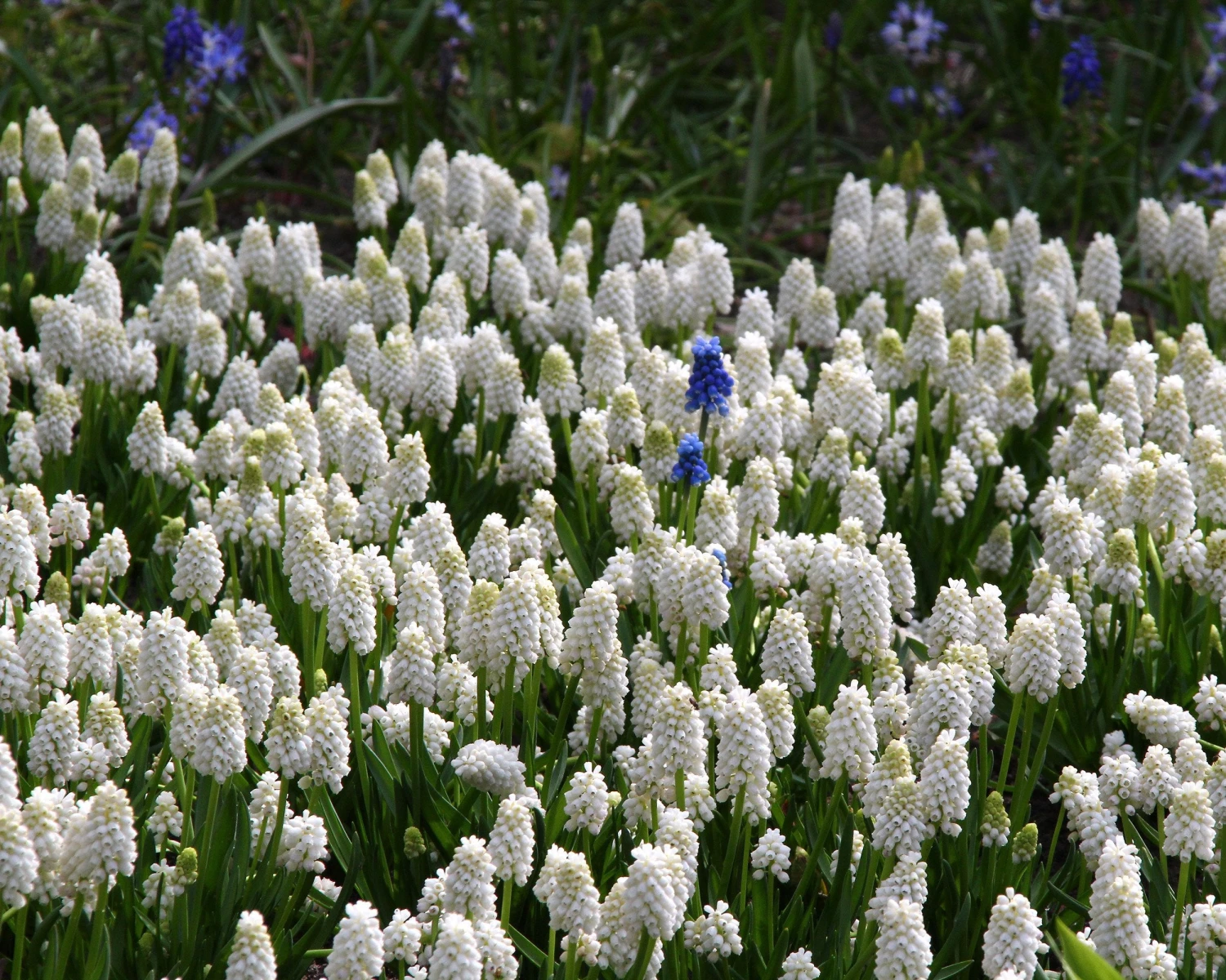 Muscari 'White Magic' 4 Muscari 'White Magic' - Image 2