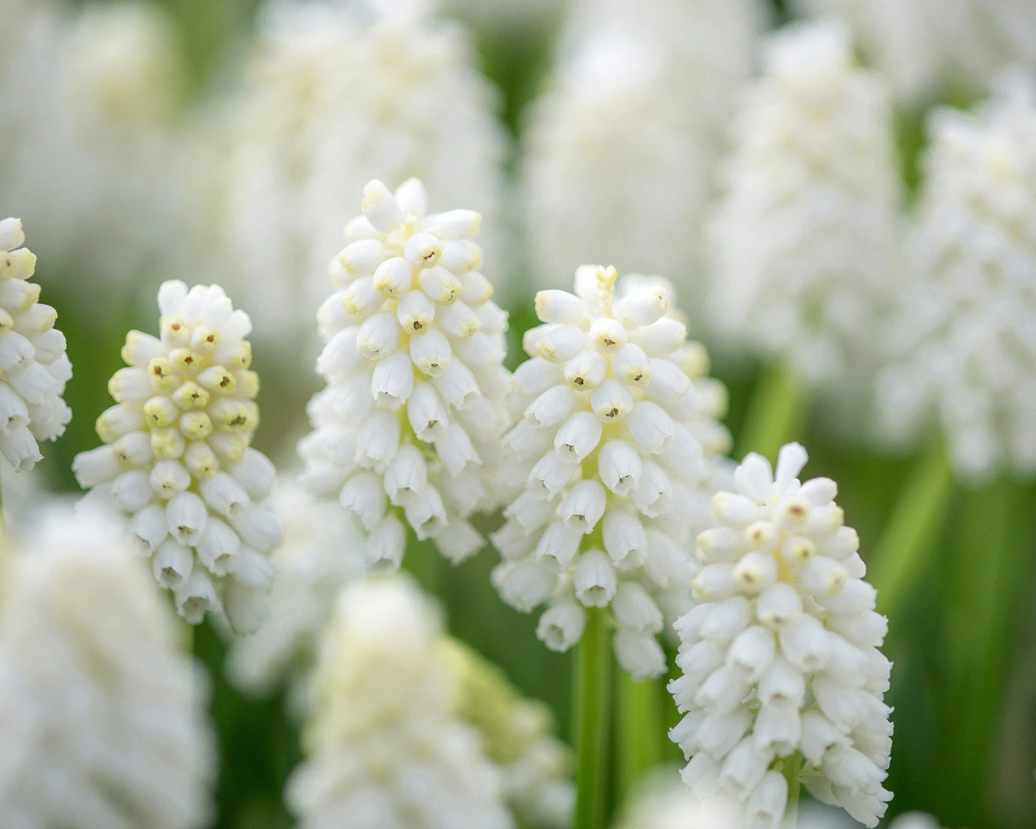 Muscari 'White Magic' 6 Muscari 'White Magic' - Image 4