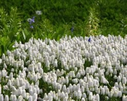 Muscari 'White Magic' 18 Muscari 'White Magic' -Beauty Flowers Shop muscari white magic 2 564b782a 503b 4454 a9b1 db95dae69540