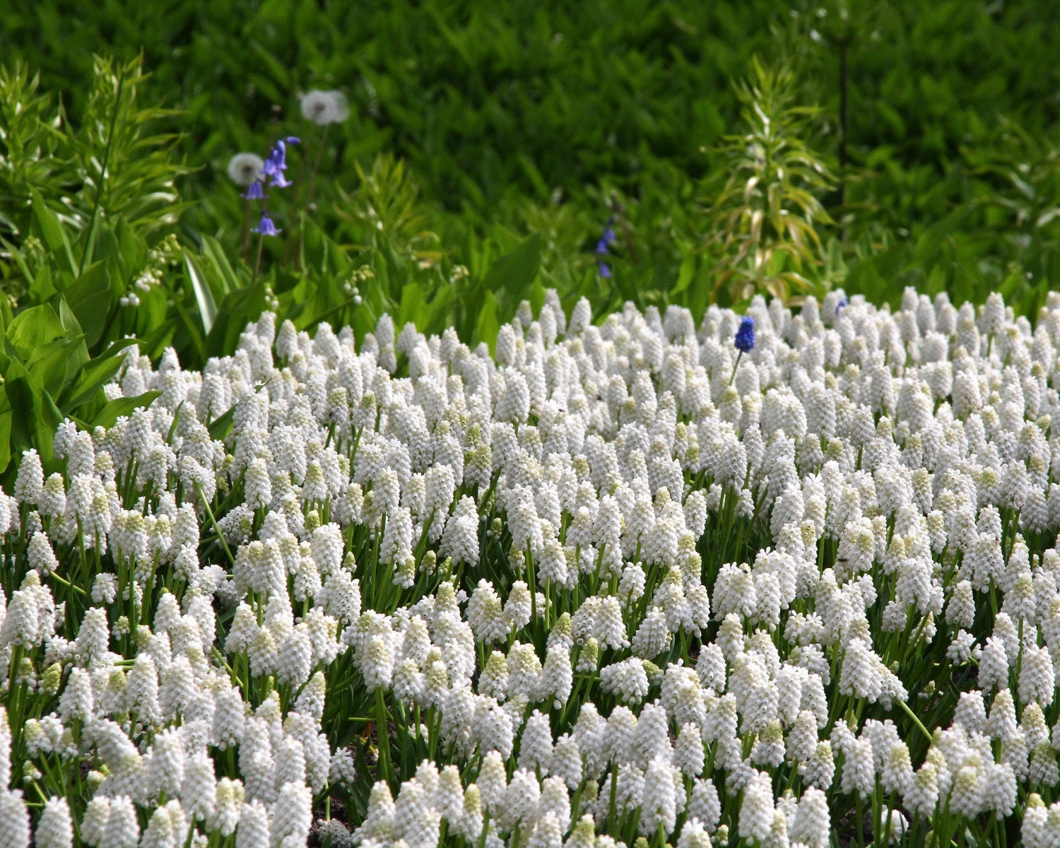 Muscari 'White Magic' 10 Muscari 'White Magic' - Image 8