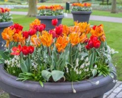 Muscari 'White Magic' 17 Muscari 'White Magic' -Beauty Flowers Shop muscari white magic 4