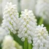 Muscari 'White Magic' 1 Muscari 'White Magic' -Beauty Flowers Shop muscari white magic 5