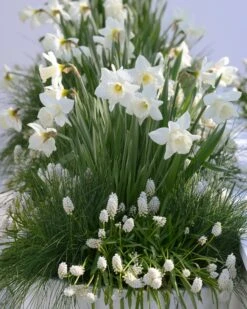 Muscari 'White Magic' 19 Muscari 'White Magic' -Beauty Flowers Shop muscari white magic 6