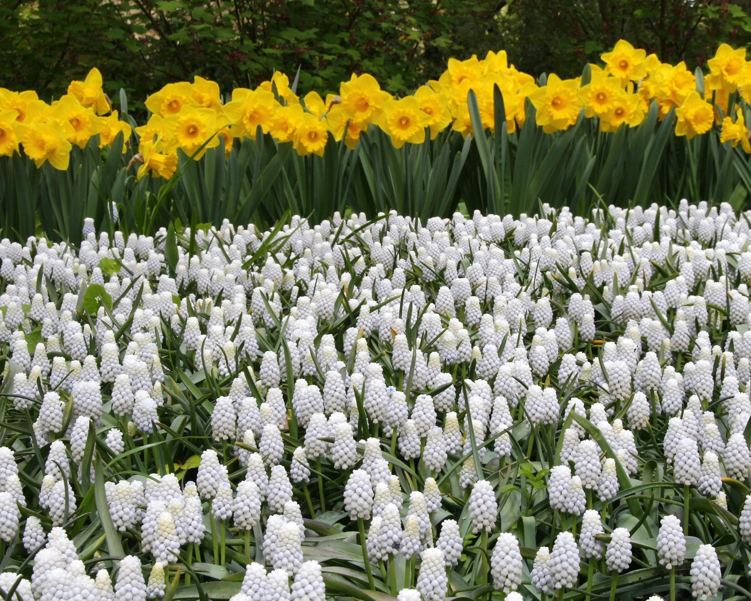 Muscari 'White Magic' 8 Muscari 'White Magic' - Image 6