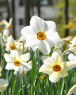 Narcissus 'Pheasant's Eye' -Beauty Flowers Shop narcissus actaea 1