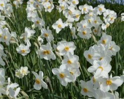 Narcissus 'Pheasant's Eye' -Beauty Flowers Shop narcissus actaea 3