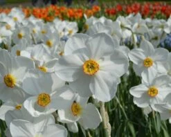 Narcissus 'Pheasant's Eye' -Beauty Flowers Shop narcissus actaea 4