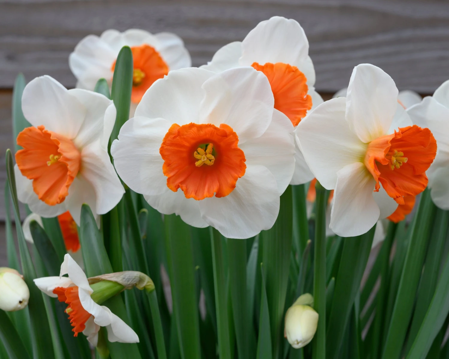 Narcissus 'Amadeus' 6 Narcissus 'Amadeus' - Image 4