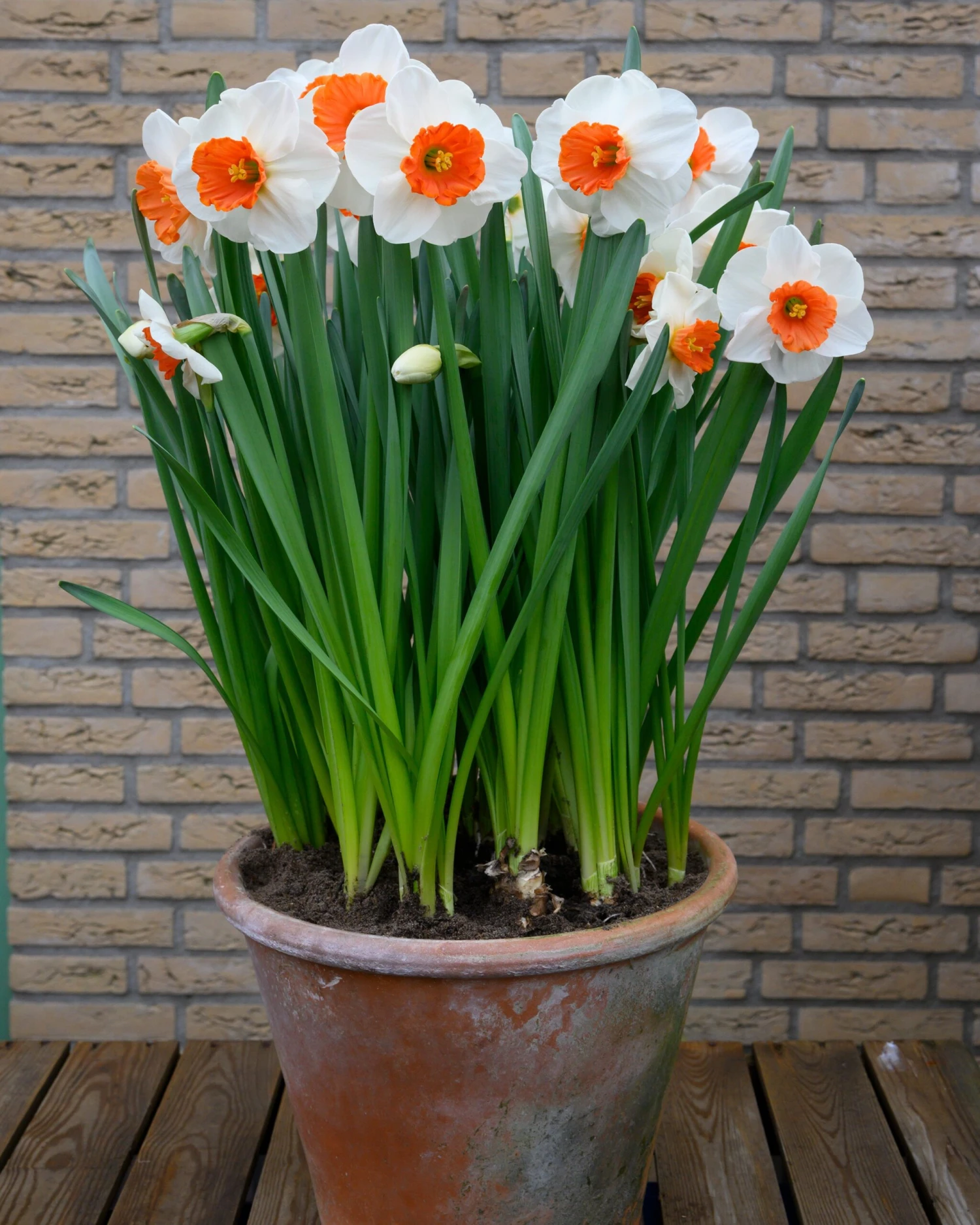 Narcissus 'Amadeus' 5 Narcissus 'Amadeus' - Image 3