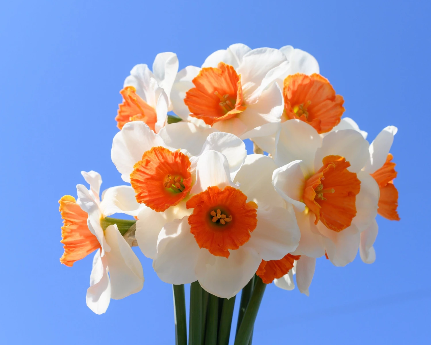 Narcissus 'Amadeus' 9 Narcissus 'Amadeus' - Image 7