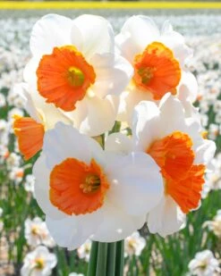 Narcissus 'Amadeus' 14 Narcissus 'Amadeus' -Beauty Flowers Shop narcissus amadeus 4