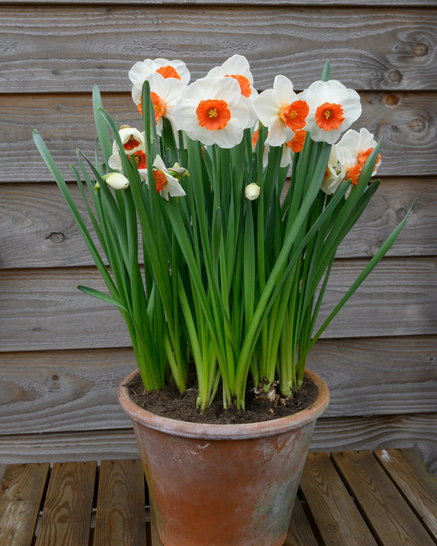 Narcissus 'Amadeus' 10 Narcissus 'Amadeus' - Image 8