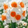 Narcissus 'Amadeus' 1 Narcissus 'Amadeus' -Beauty Flowers Shop narcissus amadeus 6