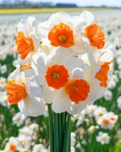 Narcissus 'Amadeus'
