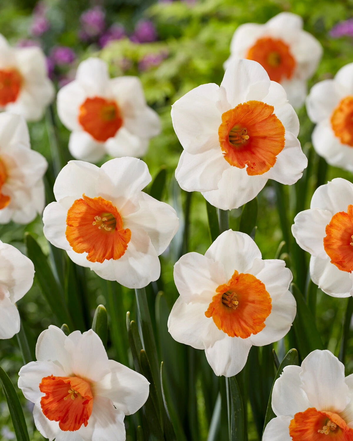 Narcissus 'Amadeus' 8 Narcissus 'Amadeus' - Image 6