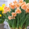 Narcissus 'Apricot Whirl' 1 Narcissus 'Apricot Whirl' -Beauty Flowers Shop narcissus apricot whirl 00