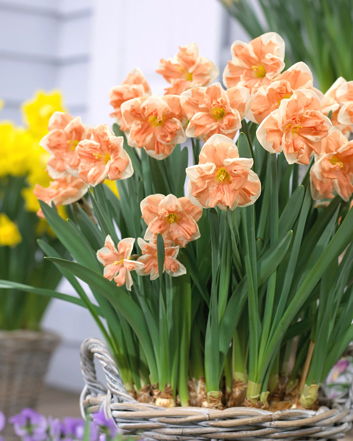 Narcissus 'Apricot Whirl' 3 Narcissus 'Apricot Whirl'