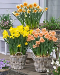 Narcissus 'Apricot Whirl' 15 Narcissus 'Apricot Whirl' -Beauty Flowers Shop narcissus apricot whirl 1 0d66f2bb c156 4d2b 99d3 3f34cee26718