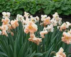 Narcissus 'Apricot Whirl' 20 Narcissus 'Apricot Whirl' -Beauty Flowers Shop narcissus apricot whirl 2