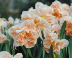 Narcissus 'Apricot Whirl' 18 Narcissus 'Apricot Whirl' -Beauty Flowers Shop narcissus apricot whirl 4