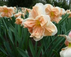 Narcissus 'Apricot Whirl' 21 Narcissus 'Apricot Whirl' -Beauty Flowers Shop narcissus apricot whirl 5