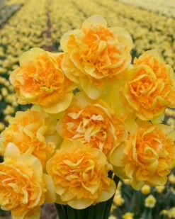 Narcissus 'Art Perfume' 11 Narcissus 'Art Perfume' -Beauty Flowers Shop narcissus art perfume 1