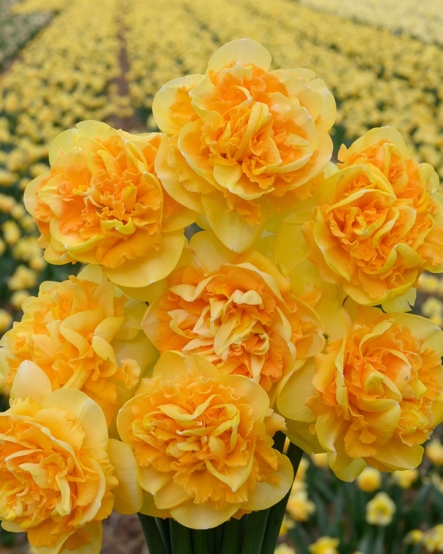 Narcissus 'Art Perfume' 6 Narcissus 'Art Perfume' - Image 4