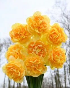 Narcissus 'Art Perfume' 12 Narcissus 'Art Perfume' -Beauty Flowers Shop narcissus art perfume 2