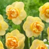 Narcissus 'Art Perfume' 2 Narcissus 'Art Perfume' -Beauty Flowers Shop narcissus art perfume 4