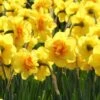 Narcissus 'Ascot' 1 Narcissus 'Ascot' -Beauty Flowers Shop narcissus ascot 10