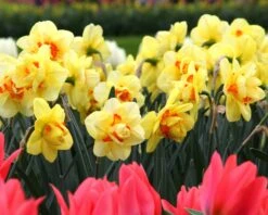 Narcissus 'Ascot' 18 Narcissus 'Ascot' -Beauty Flowers Shop narcissus ascot 2