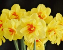 Narcissus 'Ascot' 15 Narcissus 'Ascot' -Beauty Flowers Shop narcissus ascot 3