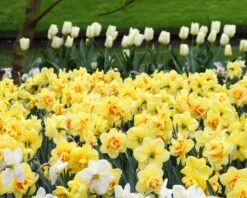 Narcissus 'Ascot' 19 Narcissus 'Ascot' -Beauty Flowers Shop narcissus ascot 3 a8e64e56 39c6 422d 82a8 d2f989cf1bda