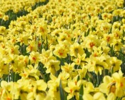 Narcissus 'Ascot' 14 Narcissus 'Ascot' -Beauty Flowers Shop narcissus ascot 4