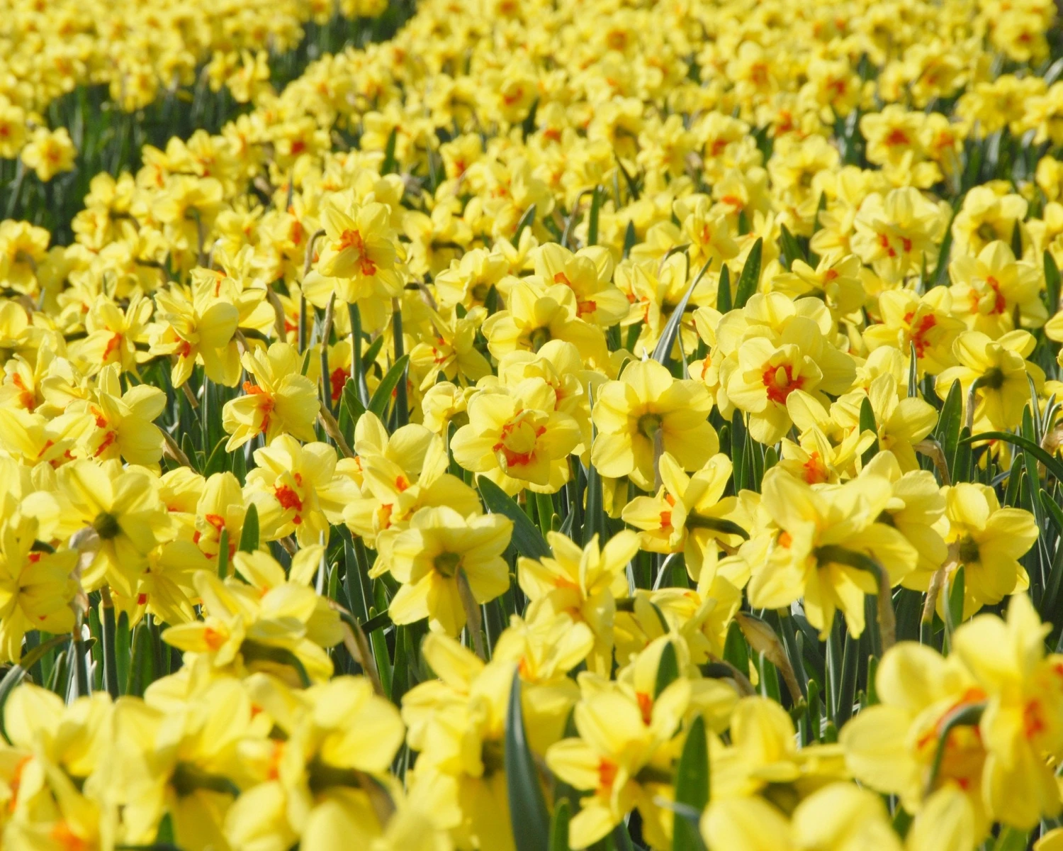 Narcissus 'Ascot' 6 Narcissus 'Ascot' - Image 4