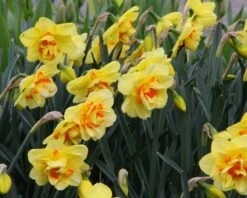 Narcissus 'Ascot' 17 Narcissus 'Ascot' -Beauty Flowers Shop narcissus ascot 8