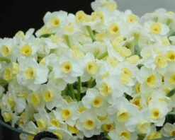 Narcissus 'Avalanche' 15 Narcissus 'Avalanche' -Beauty Flowers Shop narcissus avalanche 2