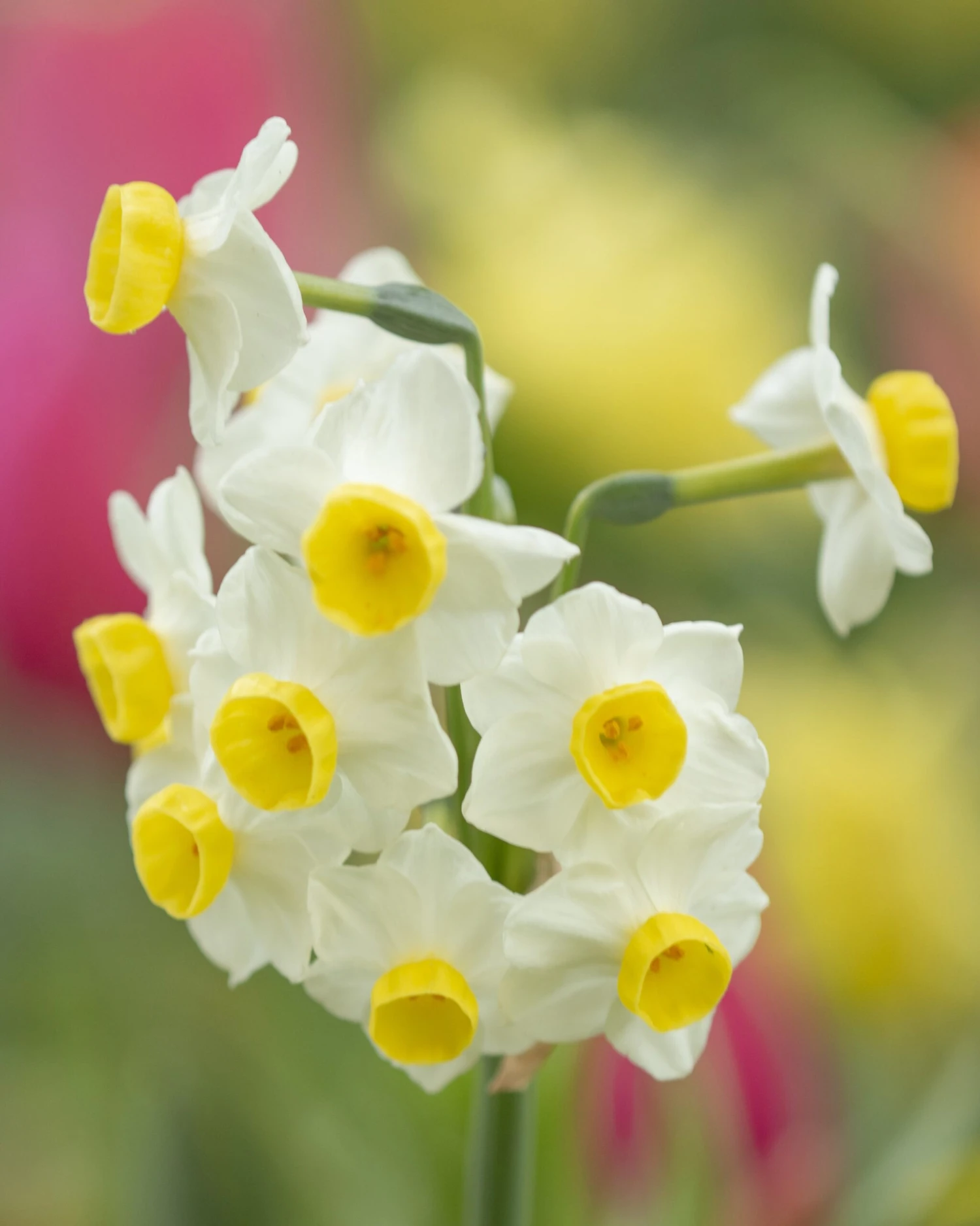 Narcissus 'Avalanche' 3 Narcissus 'Avalanche'