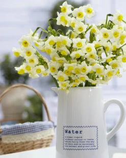 Narcissus 'Avalanche' 13 Narcissus 'Avalanche' -Beauty Flowers Shop narcissus avalanche 8