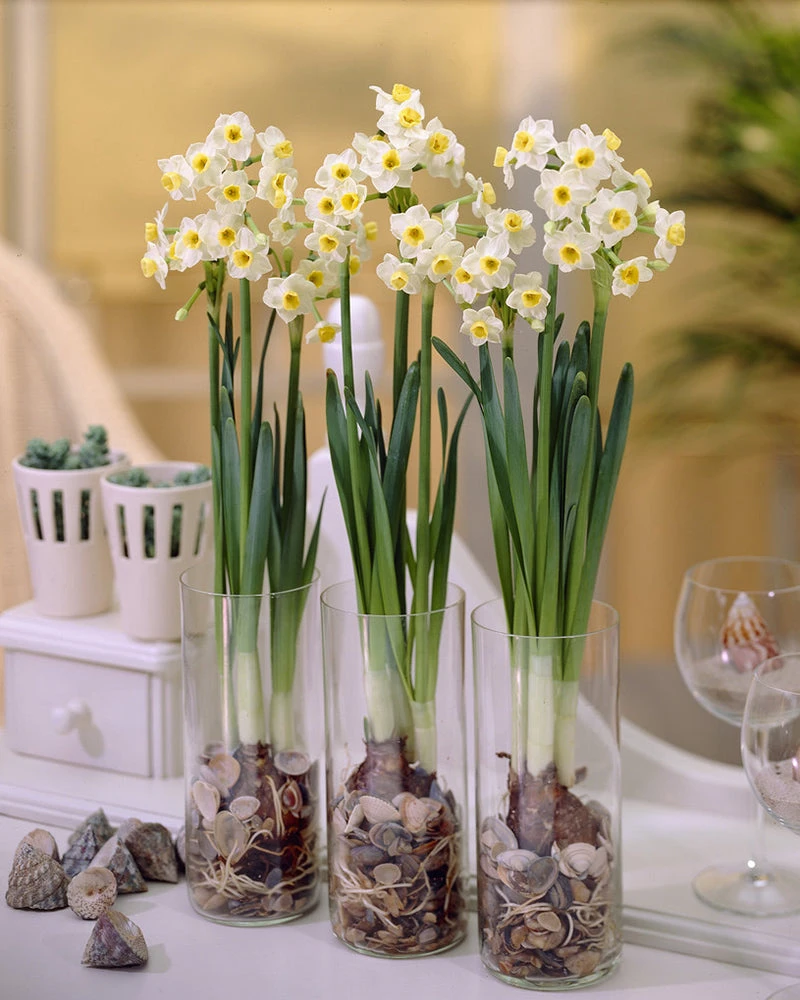 Narcissus 'Avalanche' 9 Narcissus 'Avalanche' - Image 7