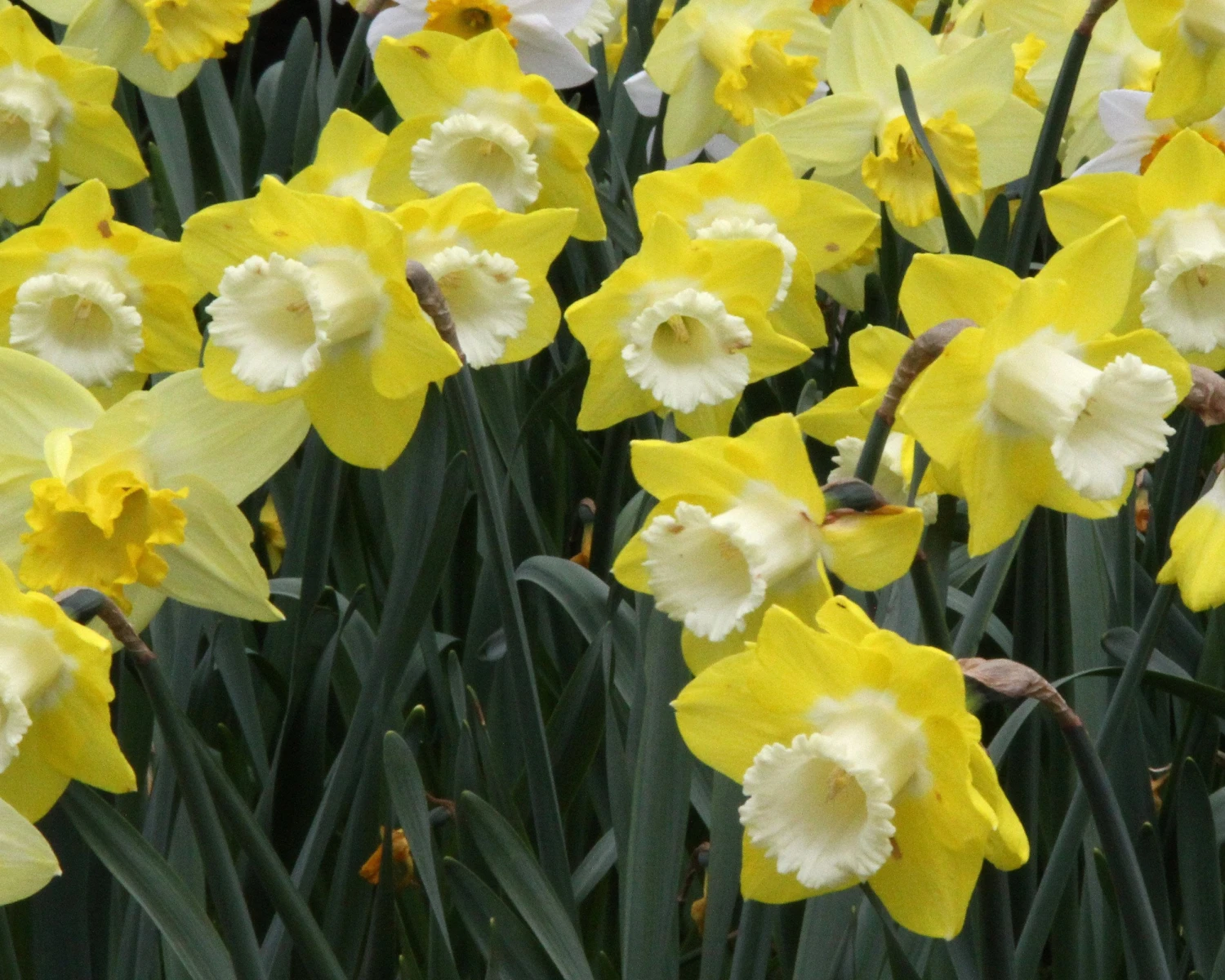 Narcissus 'Avalon' 4 Narcissus 'Avalon' - Image 2