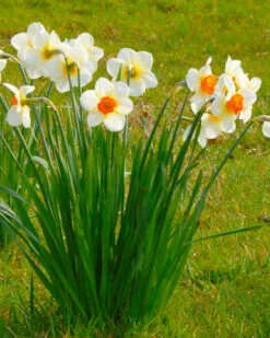 Narcissus 'Barrett Browning' 20 Narcissus 'Barrett Browning' -Beauty Flowers Shop narcissus barrett browning 1
