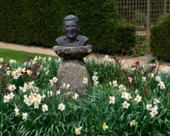 Narcissus 'Barrett Browning' 26 Narcissus 'Barrett Browning' -Beauty Flowers Shop narcissus barrett browning 10