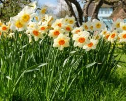 Narcissus 'Barrett Browning' 28 Narcissus 'Barrett Browning' -Beauty Flowers Shop narcissus barrett browning 11