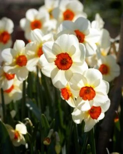 Narcissus 'Barrett Browning' 22 Narcissus 'Barrett Browning' -Beauty Flowers Shop narcissus barrett browning 13